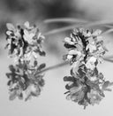 Bakuchiol – Nature's Retinol Alternative