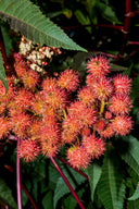 The Magic of Castor Oil